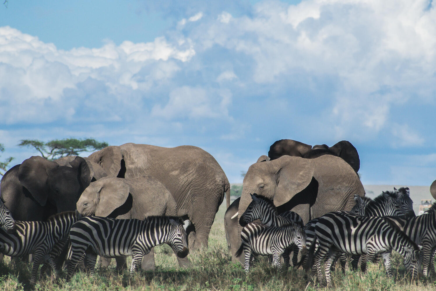 Elephants and zebras on safari